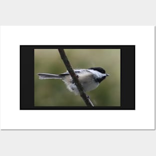 Black-Capped Chickadee Posters and Art